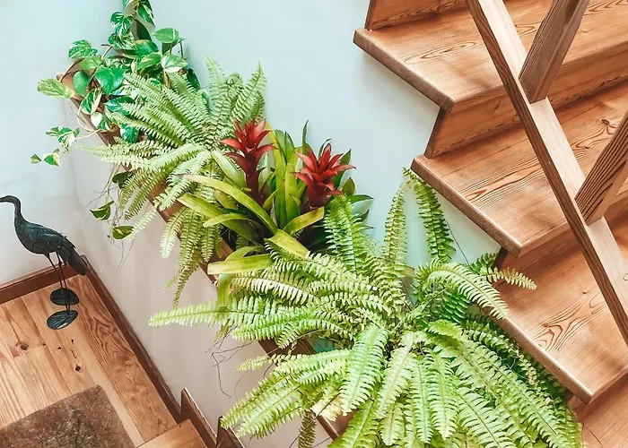 Quinta Amarela בית הארחה